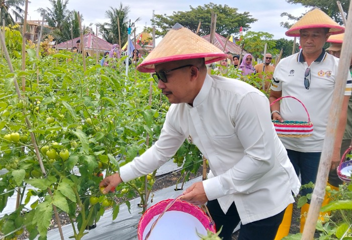 Bupati Amirudin Panen Cabai Bersama Petani Milenial Binaan PT Panca Amara Utama di Kintom